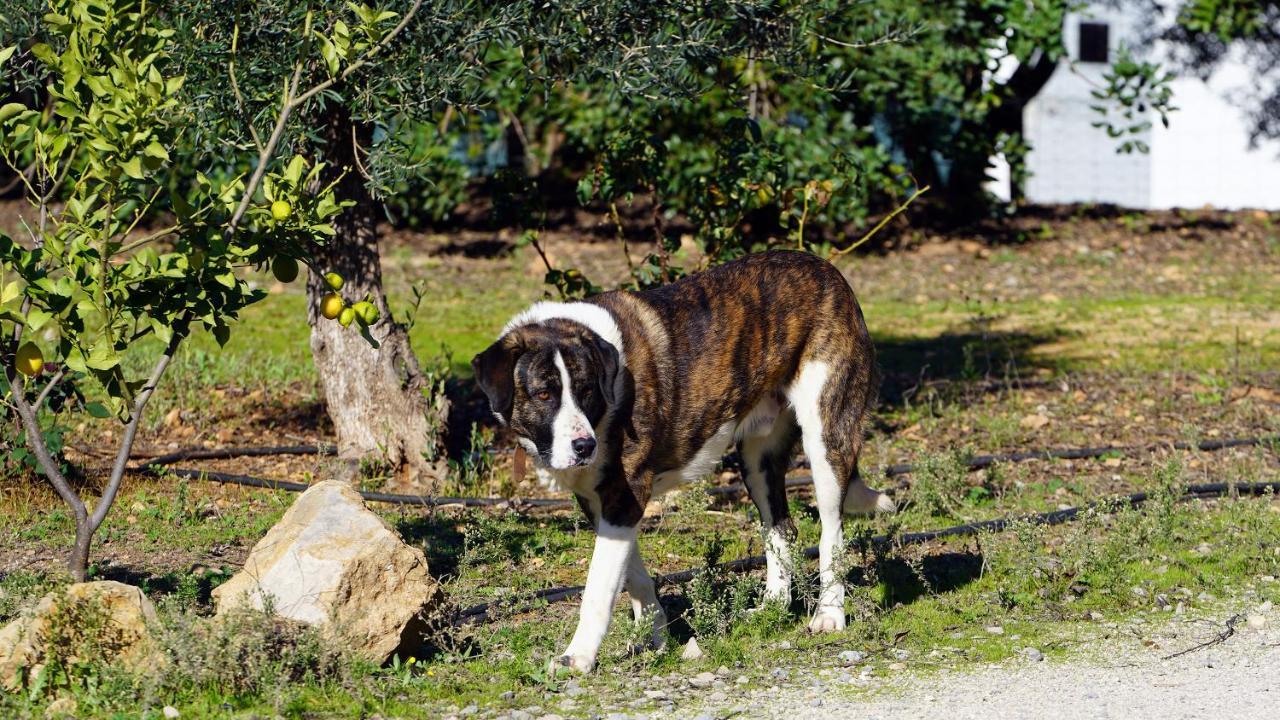 Hotel Rural Quinta Do Marco - Nature & Dining タヴィラ エクステリア 写真